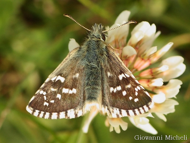 Pyrgus?  S, Pyrgus carlinae, maschio